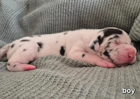 Fiji the harlequin Great Dane puppy, modelling (sample image)