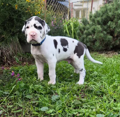 Fiji the harlequin Great Dane puppy, modelling (sample image)