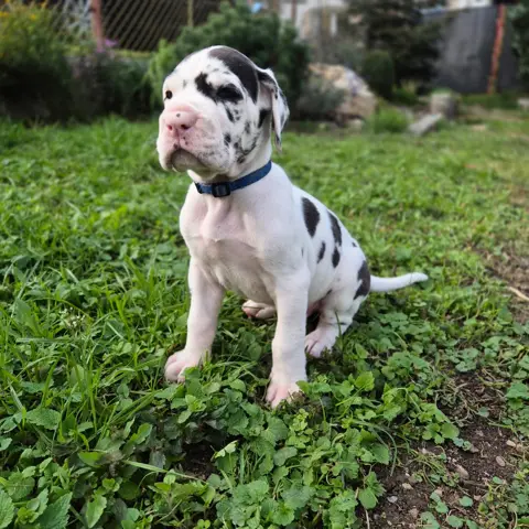 Fiji the harlequin Great Dane puppy, modelling in the shop's hero photo